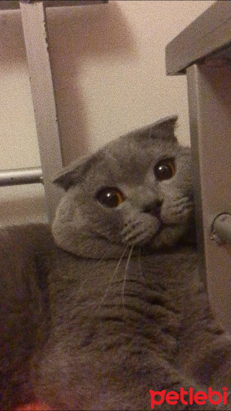 Scottish Fold, Kedi  Kadife fotoğrafı