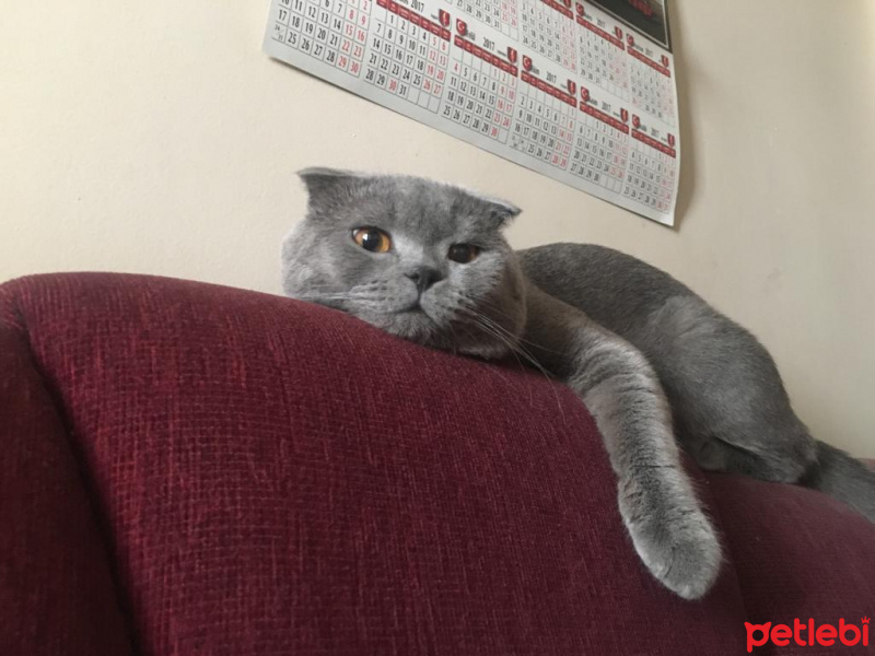 Scottish Fold, Kedi  Kadife fotoğrafı