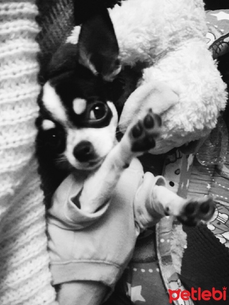 Chihuahua, Köpek  Şiva fotoğrafı