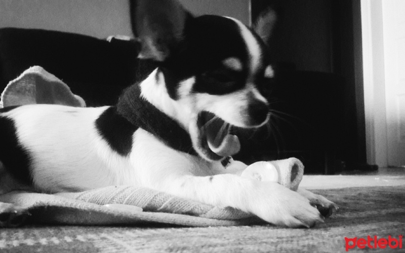 Chihuahua, Köpek  Şiva fotoğrafı