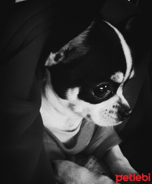 Chihuahua, Köpek  Şiva fotoğrafı