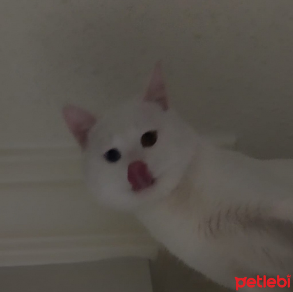 Van Kedisi, Kedi  Mino fotoğrafı