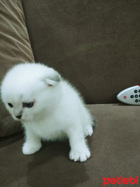 Scottish Fold, Kedi  Sakız fotoğrafı