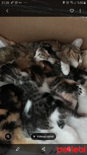 Soke, Kedi  Maskeli beşler fotoğrafı