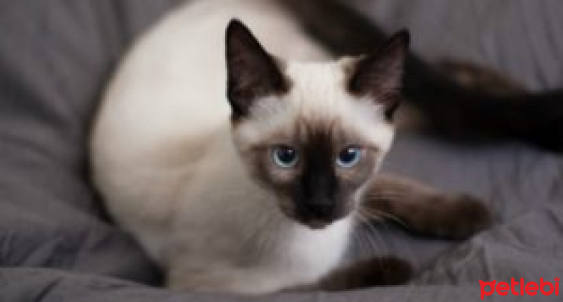 Siyam Kedisi, Kedi  Mia fotoğrafı