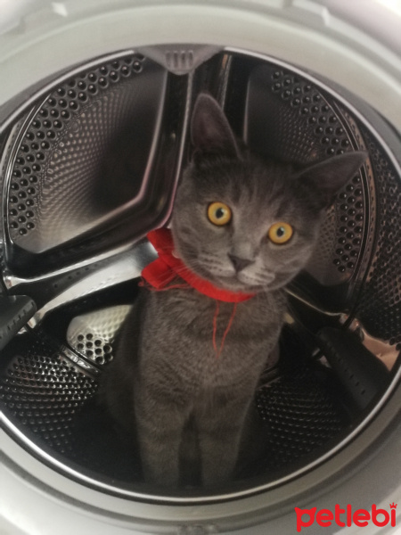 British Shorthair, Kedi  Duman fotoğrafı