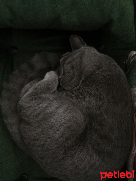 British Shorthair, Kedi  Duman fotoğrafı