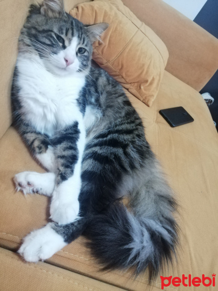 Tekir Kedi, Kedi  Zeus fotoğrafı