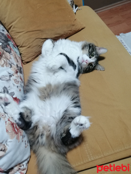 Tekir Kedi, Kedi  Zeus fotoğrafı