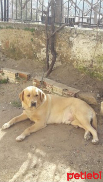 Labrador Retriever, Köpek  Alex fotoğrafı