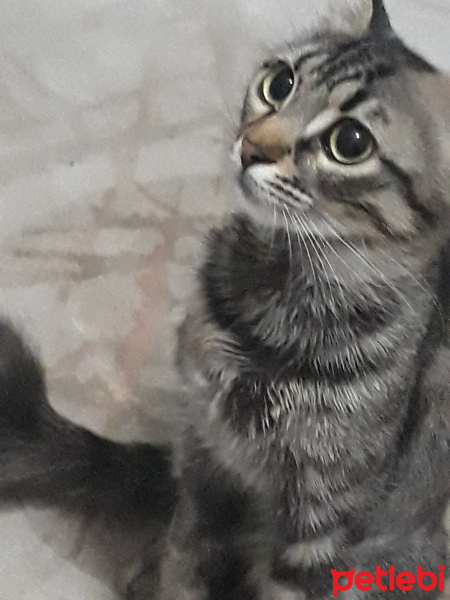 Norwegian Forest, Kedi  Lily karatepe fotoğrafı