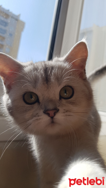 Scottish Fold, Kedi  Şirin fotoğrafı