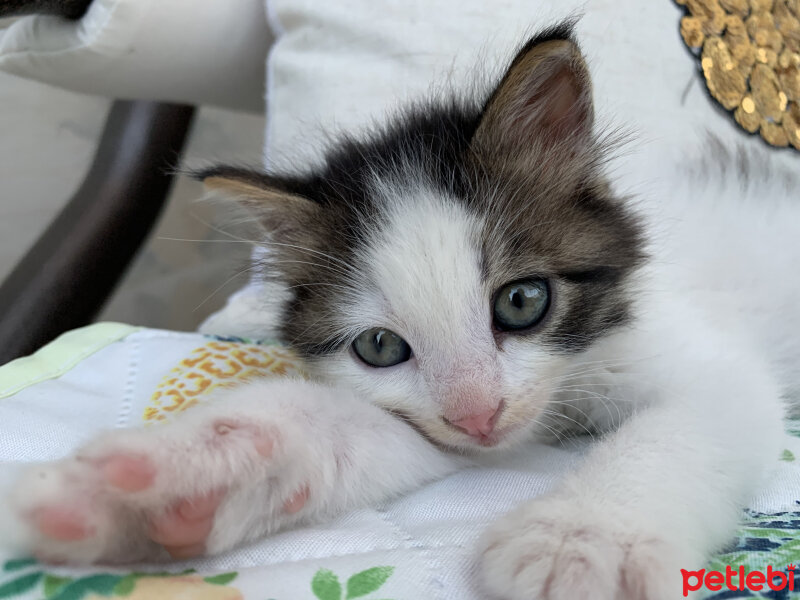 Tekir Kedi, Kedi  Şila fotoğrafı