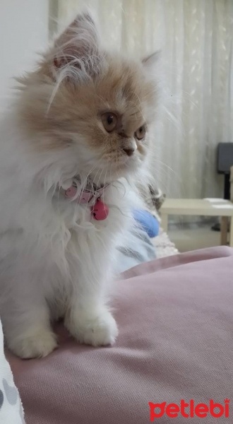 İran Kedisi (Persian), Kedi  SUSAM fotoğrafı