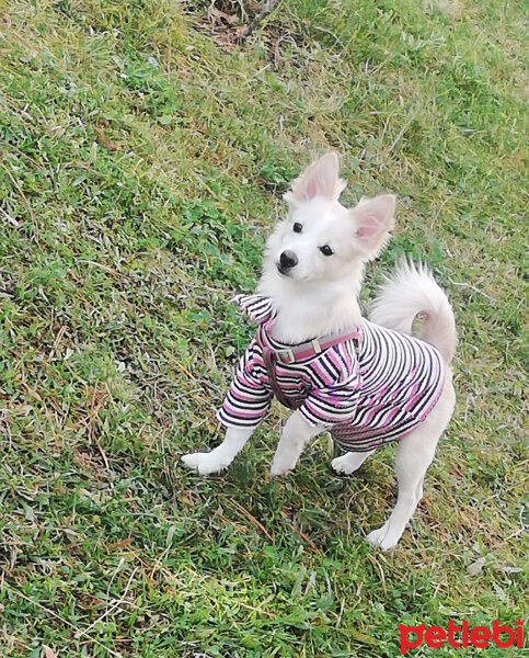 Amerikan Eskimo, Köpek  Luna fotoğrafı