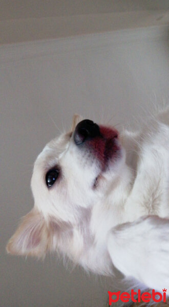 Amerikan Eskimo, Köpek  Luna fotoğrafı