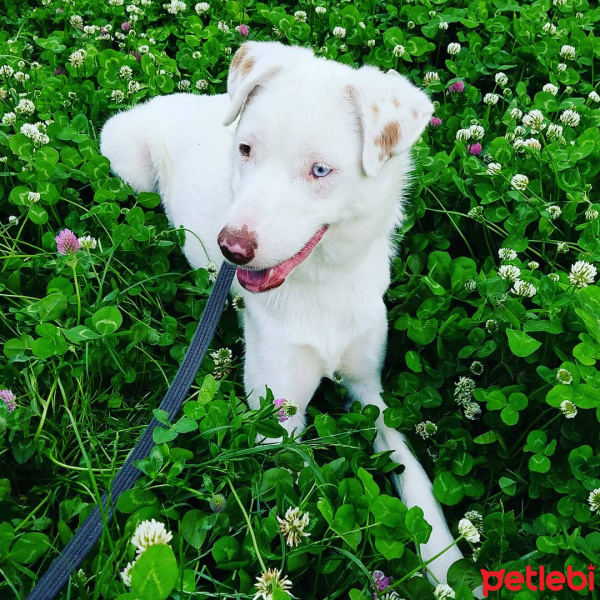 Sokö (Sokak Köpeği), Köpek  Rio fotoğrafı