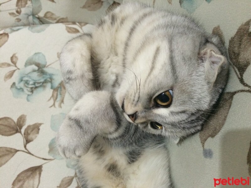 Scottish Fold, Kedi  İncir fotoğrafı