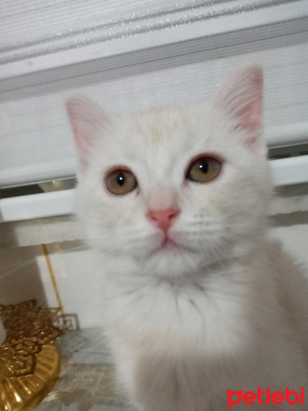 British Shorthair, Kedi  Sutlaç fotoğrafı