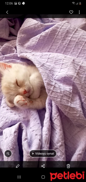British Shorthair, Kedi  Sutlaç fotoğrafı