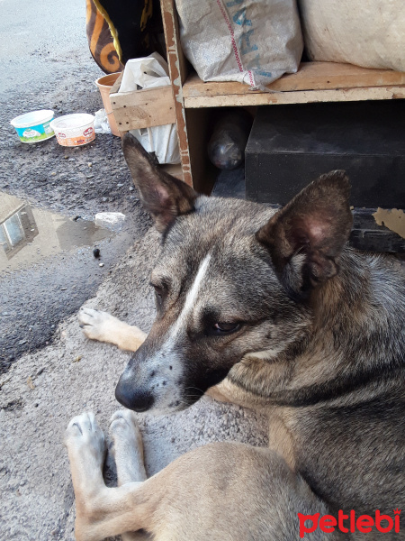 Sibirya Kurdu (Husky), Köpek  Zıpır fotoğrafı