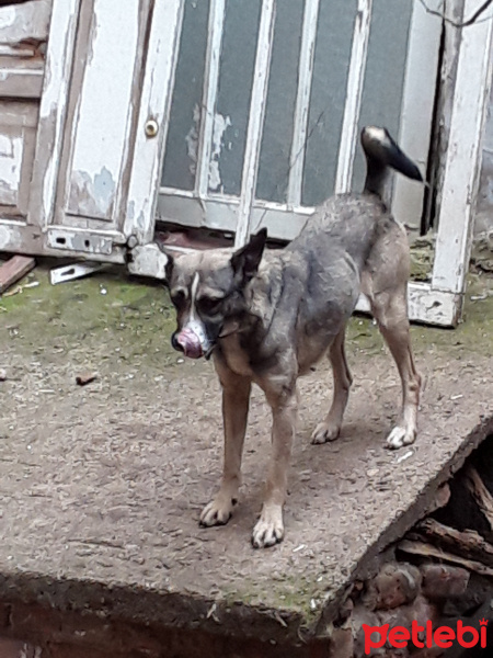 Sibirya Kurdu (Husky), Köpek  Zıpır fotoğrafı