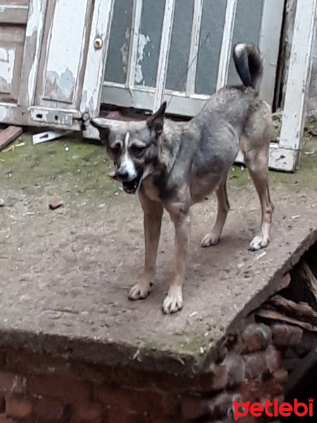 Sibirya Kurdu (Husky), Köpek  Zıpır fotoğrafı