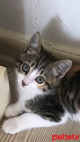 Tekir Kedi, Kedi  Titrek fotoğrafı