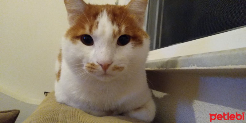 Sarman, Kedi  Havuç fotoğrafı