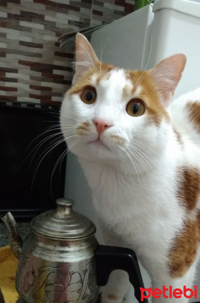 Sarman, Kedi  Havuç fotoğrafı