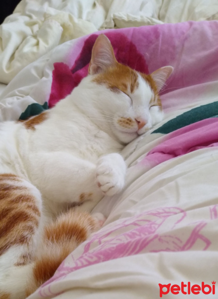 Sarman, Kedi  Havuç fotoğrafı