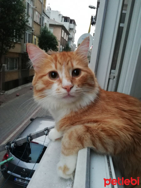 Sarman, Kedi  Faruk fotoğrafı