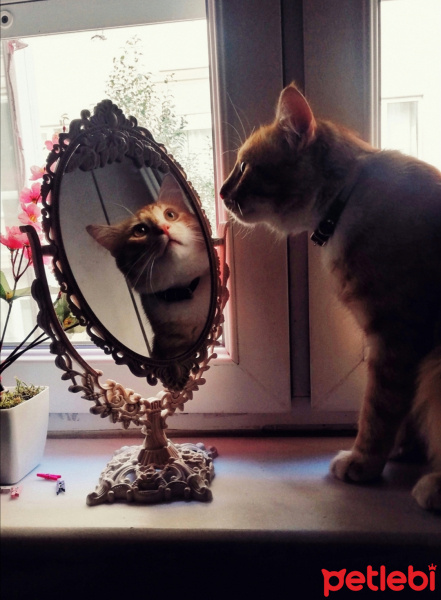 Sarman, Kedi  Faruk fotoğrafı