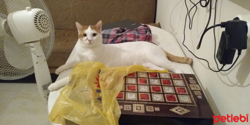 Sarman, Kedi  Badem fotoğrafı