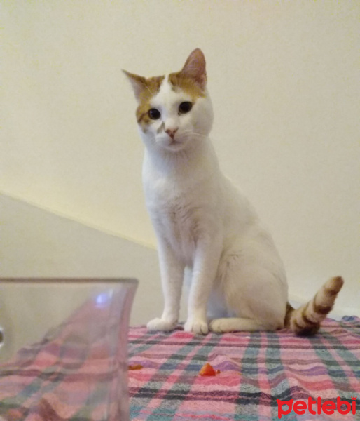 Sarman, Kedi  Badem fotoğrafı