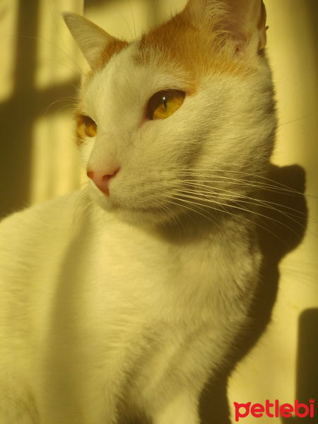 Sarman, Kedi  Badem fotoğrafı