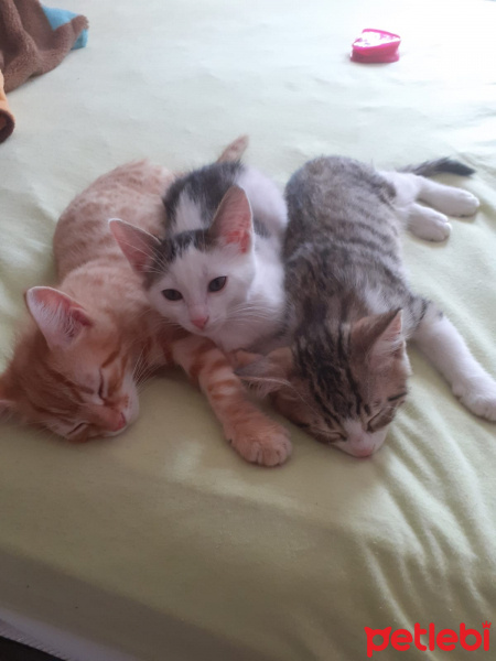 Tekir Kedi, Kedi  Twinky - LaaLaa - Po fotoğrafı