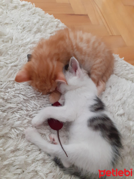Tekir Kedi, Kedi  Twinky - LaaLaa - Po fotoğrafı