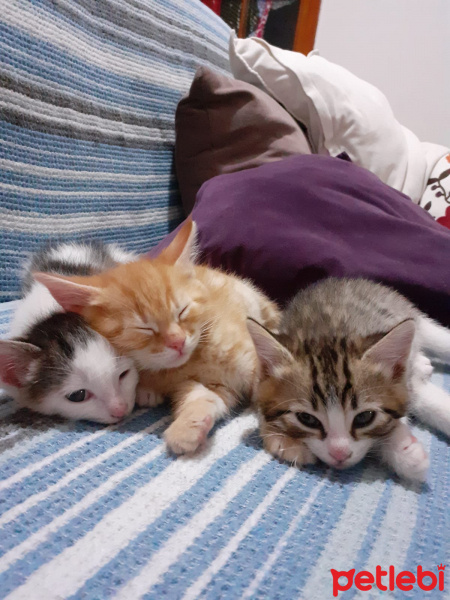 Tekir Kedi, Kedi  Twinky - LaaLaa - Po fotoğrafı