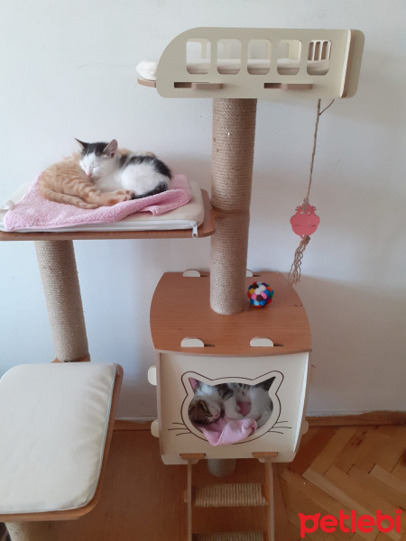 Tekir Kedi, Kedi  Twinky - LaaLaa - Po fotoğrafı