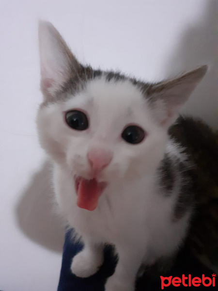 Tekir Kedi, Kedi  Twinky - LaaLaa - Po fotoğrafı