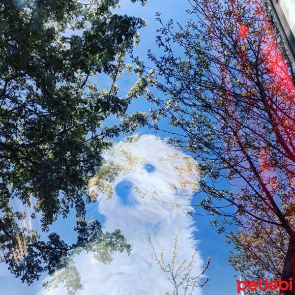 Maltese, Köpek  Cookie fotoğrafı