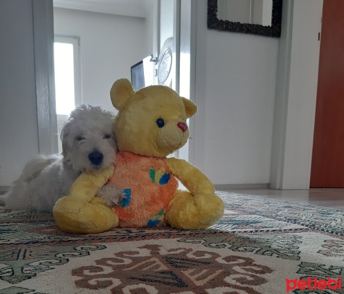 Maltese, Köpek  Cookie fotoğrafı