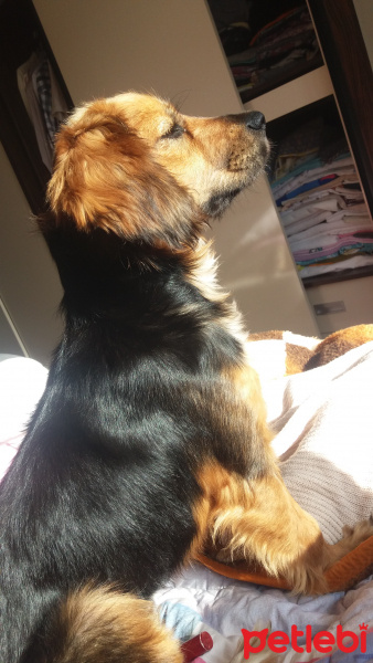 Cavalier King Charles Spanieli, Köpek  Tarçın fotoğrafı