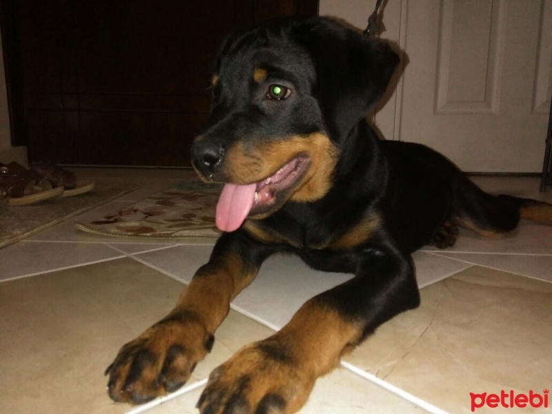 Rottweiler, Köpek  Leo fotoğrafı