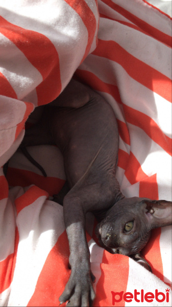 Sphynx, Kedi  Mars fotoğrafı