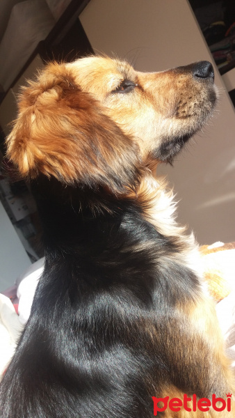 Cavalier King Charles Spanieli, Köpek  Tarçın fotoğrafı