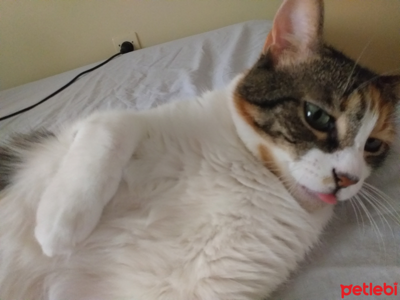 Tekir Kedi, Kedi  Tarçın fotoğrafı