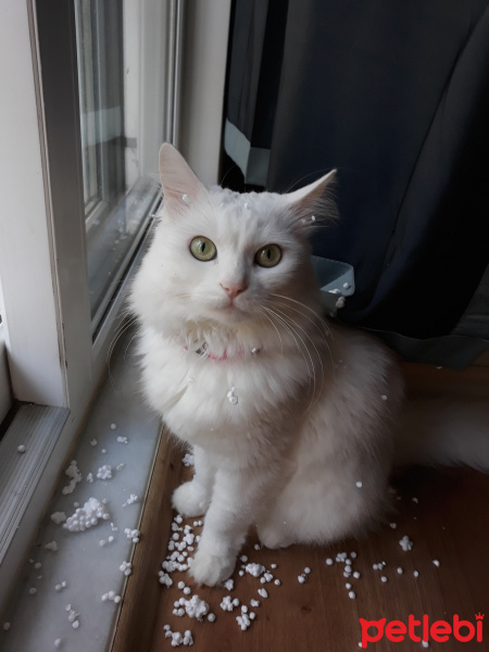 Ankara Kedisi, Kedi  Afrodit fotoğrafı