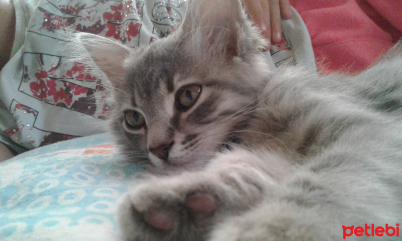 British Shorthair, Kedi  Arya fotoğrafı